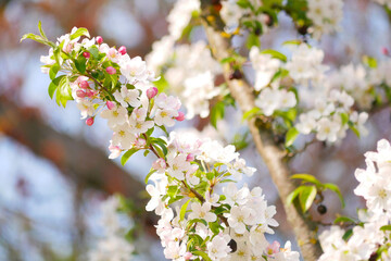 White Sakura cherry tree blossom in Vienna. Spring concept