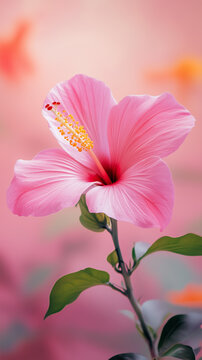 Delicate Single Stem Pink Hibiscus Flower Against Pink Background. Minimal Floral. Mobile Phone Wallpaper 9:16