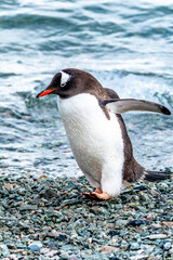 Naklejka premium Gentoo Penguin walking in Danco Island, Antarctica