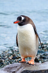 Gentoo Penguin walking in Danco Island, Antarctica