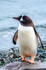 Fototapeta premium Gentoo Penguin walking in Danco Island, Antarctica