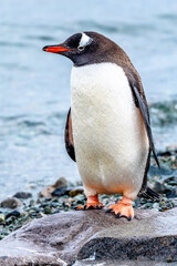 Gentoo Penguin walking in Danco Island, Antarctica