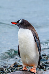 Naklejka premium Gentoo Penguin walking in Danco Island, Antarctica