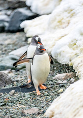 Fototapeta premium Gentoo Penguins walking in Danco Island, Antarctica