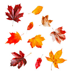 Collection of vibrant autumn leaves in various shapes and shades of red, orange, and yellow, isolated on a pure white background. Perfect for seasonal designs
