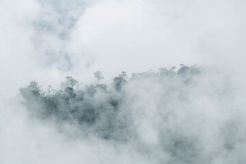 Thick fog covering the forest of the Peruvian Amazon, near the town of San Ramon
