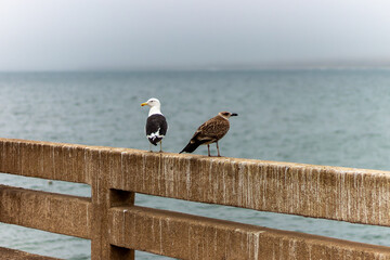 Dominican seagulls resting on a winter afternoon on a railing by the sea in Viña del Mar