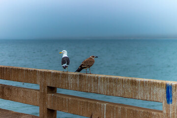 Dominican seagulls resting on a winter afternoon on a railing by the sea in Viña del Mar