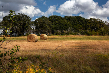 A beautiful landscape photo of round hay bales in a freshly cut country pasture with trees and a...