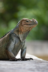 Iguana in the wild