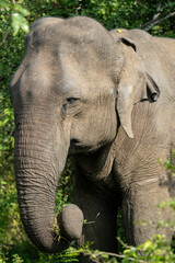 Male Asian Elephant