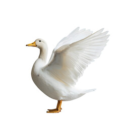 Naklejka premium White duck with wings slightly spread, isolated die cut 