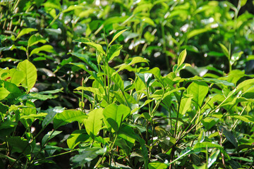 Shrubs on tea plantations of Sri Lanka, close-up. Growing tea.