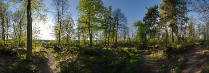 Obraz premium Beautiful green forest panorama with tall trees and sunlight filtering through the leaves