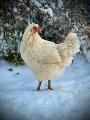 free range chicken