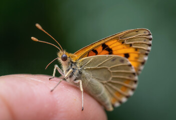 Fototapeta premium Butterfly resting on a human finger, delicate macro shot