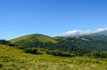 Fototapeta premium Picturesque landscape featuring verdant hills covered in dense forest beneath a clear, vivid blue sky, evoking serenity and natural beauty. Carpathian Mountains, Ukraine 