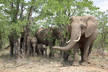 Afrikanischer Elefant / African elephant / Loxodonta africana