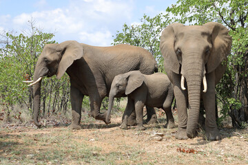 Afrikanischer Elefant / African elephant / Loxodonta africana