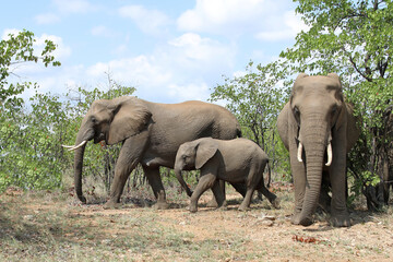 Fototapeta premium Afrikanischer Elefant / African elephant / Loxodonta africana