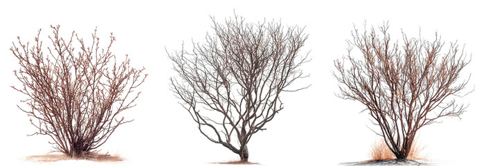 Leafless tree with intricate, twisting branches isolated on a transparent background. The bare structure highlights the delicate details of nature, perfect for seasonal, ecological