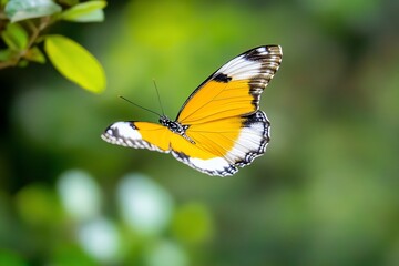 Fototapeta premium Orange butterfly in flight, green foliage background. Nature stock photo
