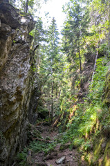 Serene canyon of Dovbush Pantries surrounded by dense forest and rocks. Featuring vibrant greenery, illuminated by sunlight breaking through the trees. Picturesque depiction of natural beauty 