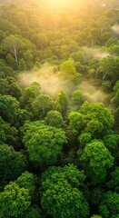 Lush green tropical rainforest canopy bathed in golden sunlight with misty atmosphere