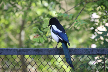 A black and white magpie perches on a garden fence surrounded by green foliage during a sunny day