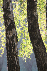 Sunlight filters through leaves on tree trunks in a peaceful natural setting during early morning hours in a serene forest