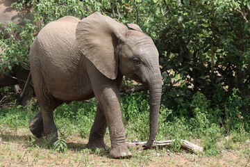 Fototapeta premium Afrikanischer Elefant / African elephant / Loxodonta africana