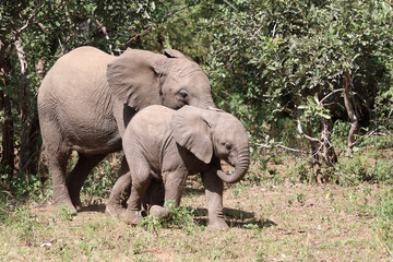 Fototapeta premium Afrikanischer Elefant / African elephant / Loxodonta africana