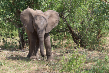 Obraz premium Afrikanischer Elefant / African elephant / Loxodonta africana