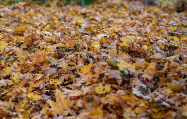 Autumn Foliage Featuring Vibrant Golden Leaves Spread Across the Forest Floor