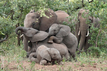 Afrikanischer Elefant / African elephant / Loxodonta africana