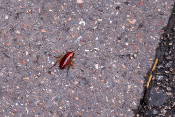 Marseille, France - February 2, 2025: Large cockroach on the asphalt.
