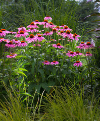 Vertical photo of Purple Coneflowers, Echinacea purpurea, the showy flowers are a favorite nectar source for butterflies, bees and myriad pollinators.