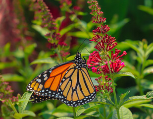 A horizontal macro photo of a perfectly lit beautiful orange and black striped monarch drinking nectar from a red lobelia flower on a beautiful sunlit summer day.