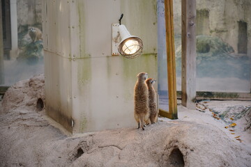 ライトで暖まるミーアキャット