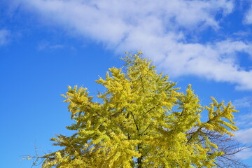 青空と黄色に色づくイチョウ