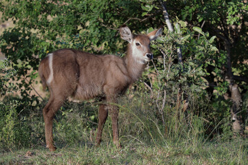 Wasserbock / Waterbuck / Kobus ellipsiprymnus..