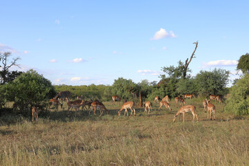 Schwarzfersenantilope / Impala / Aepyceros melampus