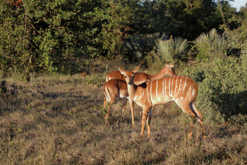 Schwarzfersenantilope / Impala / Aepyceros melampus