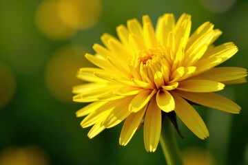 Close-up of shiny yellow leaf gold foil texture on a dandelion, flower, foliage, daisy