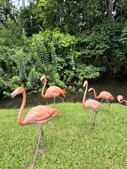 Birds 0066 Colorful Pink Flamingo