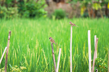 Fototapeta premium Three sparrows perch atop posts in a lush, green rice paddy. The image evokes a serene, rural atmosphere, ideal for nature or travel-themed content.