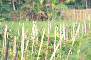 Obraz premium photo depicting farmland in the countryside. there are chili and rice trees in the farmland. There are birds perched on the poles