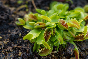 A close-up photo of the green leaves of the bug-killing Venus flytrap (Dionaea muscipula) growing.