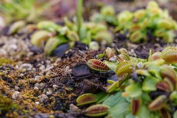 A close-up photo of the green leaves of the bug-killing Venus flytrap (Dionaea muscipula) growing.