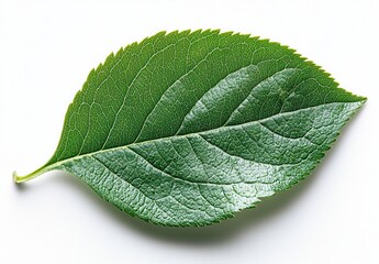 Green Leaf Macro Photography Featuring Details And Veins On White Background. Vibrant Isolated Leaf Closeup. Seasonal Fresh Leaf Studio Photography Element And Pattern. Spring Leaf Photo With Macro